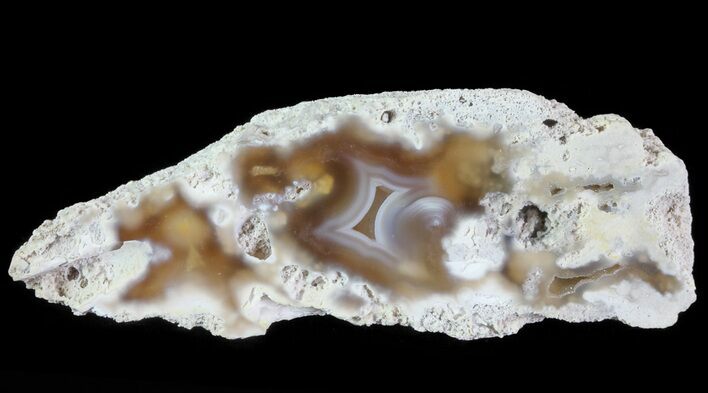 Agatized Fossil Coral Geode - Florida #66846